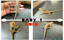 Bearded Dragon reptiles for sale: Bearded dragon babies - Image 10