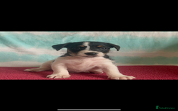Jack Russell dogs for sale: Miniature Jack Russell - Image 6