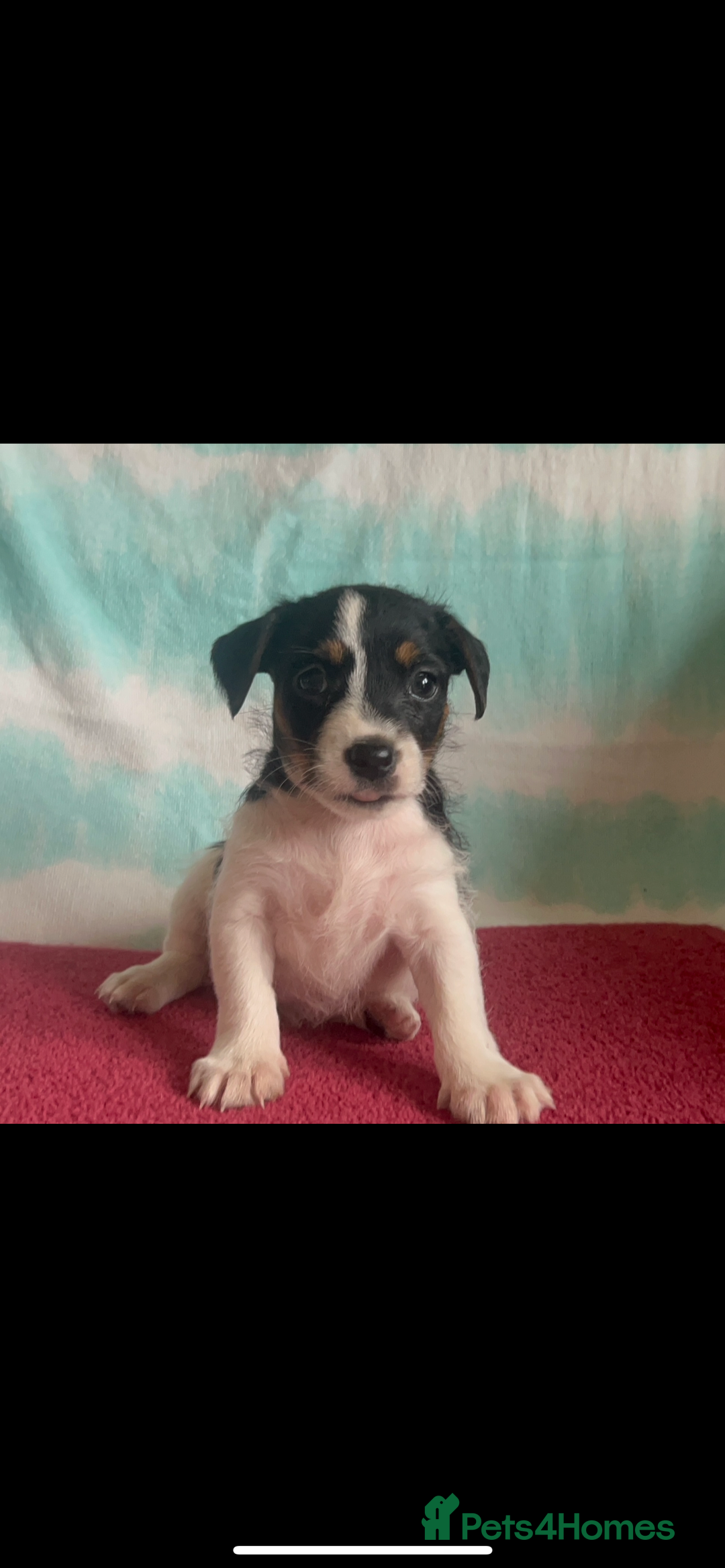 Jack Russell dogs for sale: Miniature Jack Russell - Image 6