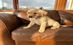Labrador Retriever dogs for sale: 6 Beautiful Yellow Labradors  - Image 5