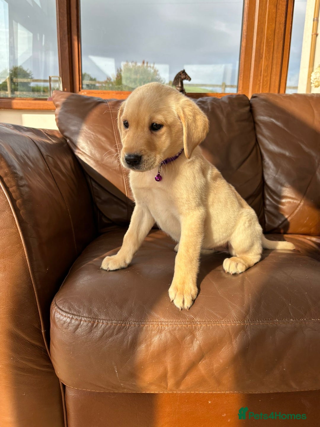 Labrador Retriever dogs for sale: 6 Beautiful Yellow Labradors  - Image 5