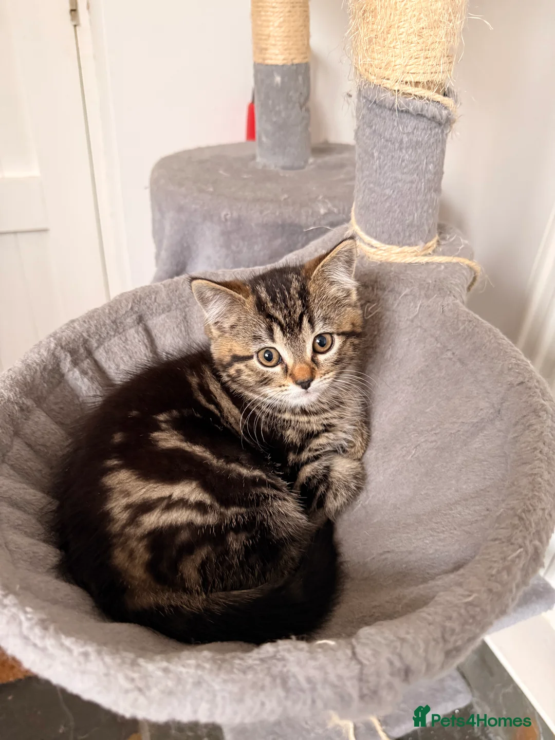 Persian cats for sale: Half Persian kittens  - Advert 2