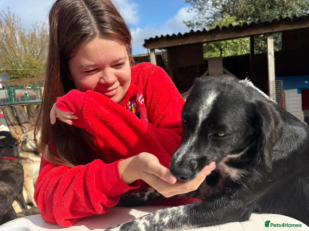 Mixed Breed dogs for adoption: Sarah - Norwich Norfolk  - Advert 22