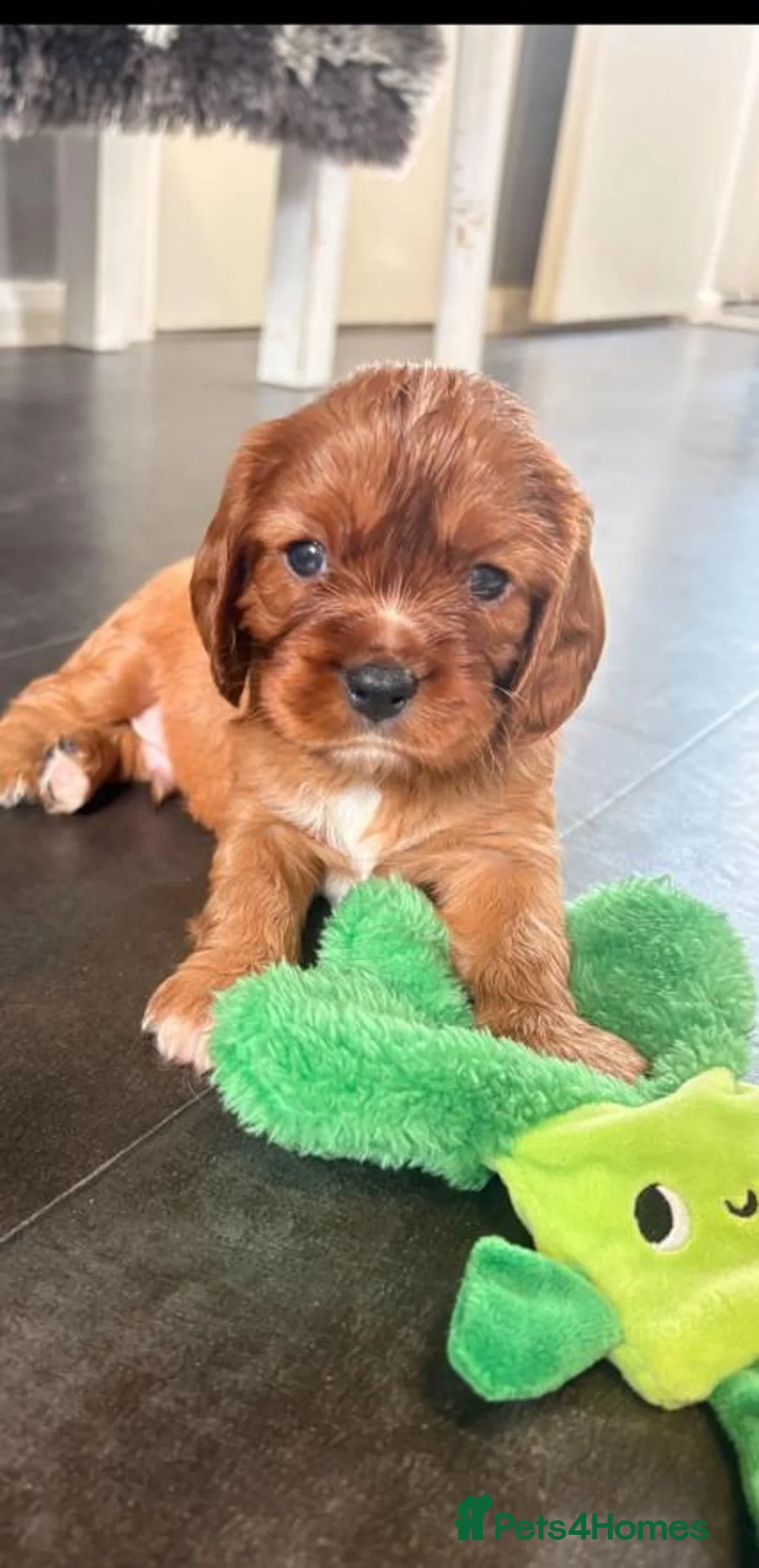 Cavalier King Charles Spaniel dogs for sale: Beautiful Cavalier King Charles Spaniel Puppies! - Advert 20