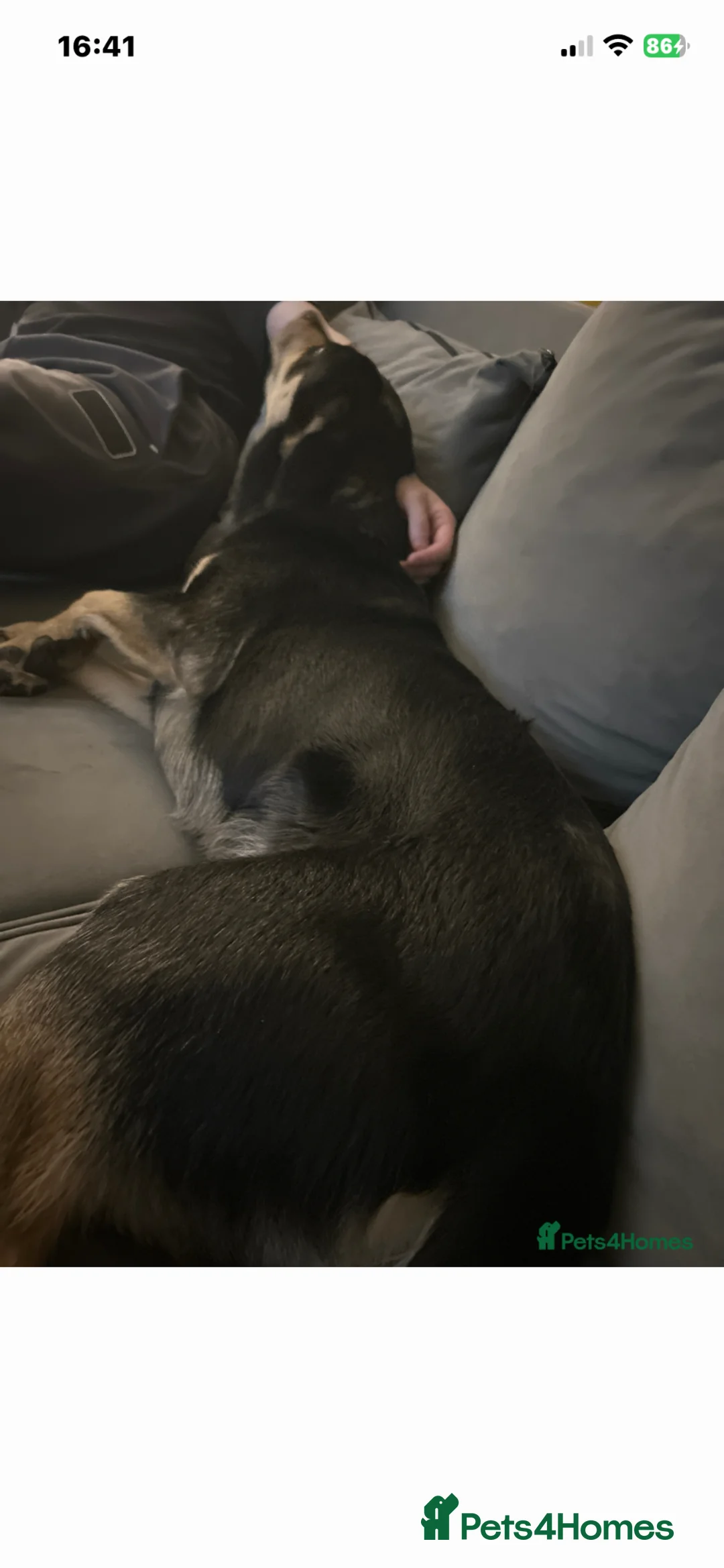 Mixed Breed dogs for sale: Oakley - Advert 5