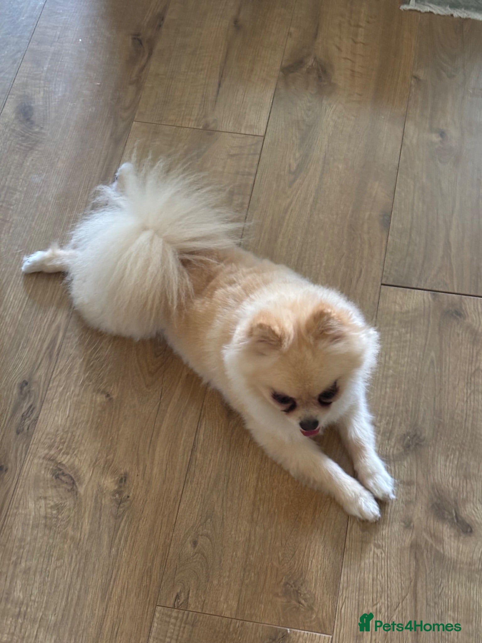 Pomeranian dogs  Pomeranian girl looking for a forever home.  - Advert 5