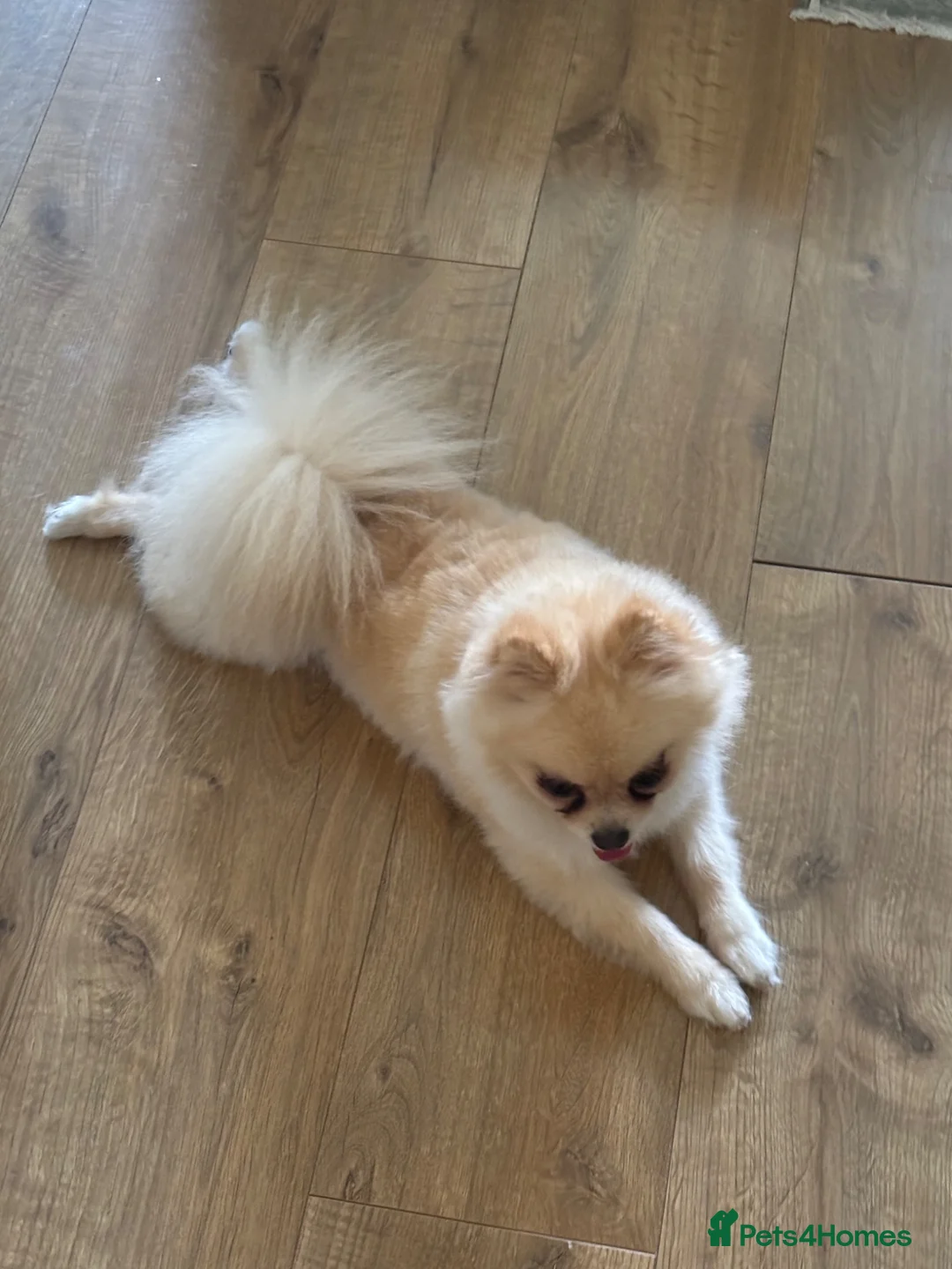 Pomeranian dogs for sale:  Pomeranian girl looking for a forever home.  - Advert 1
