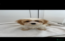 Cavapoo dogs for sale: Extensively health tested puppies - Image 1