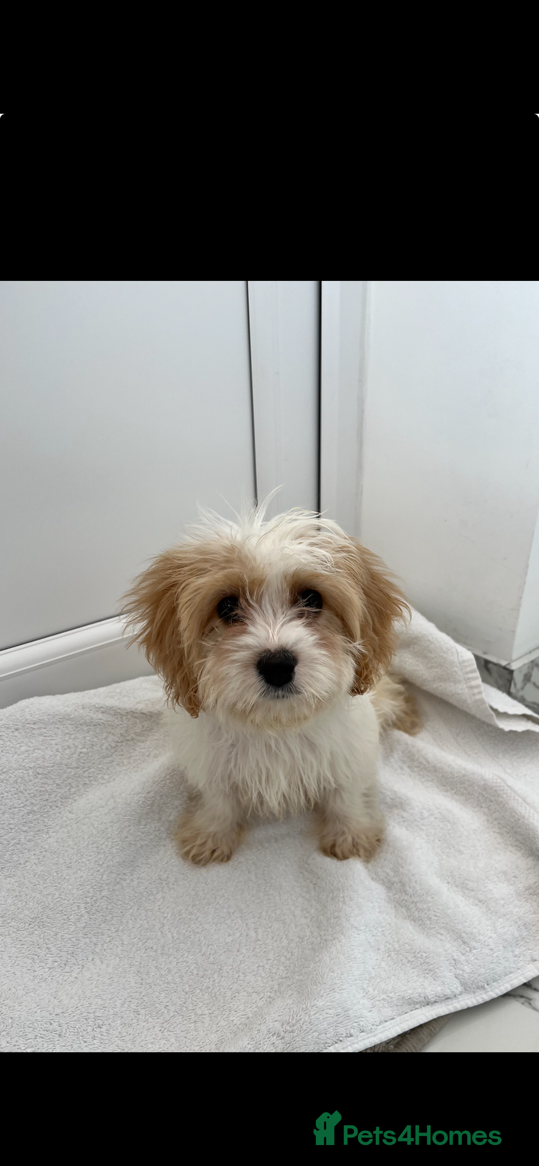 Cavapoo dogs for sale: Extensively health tested puppies - Image 1