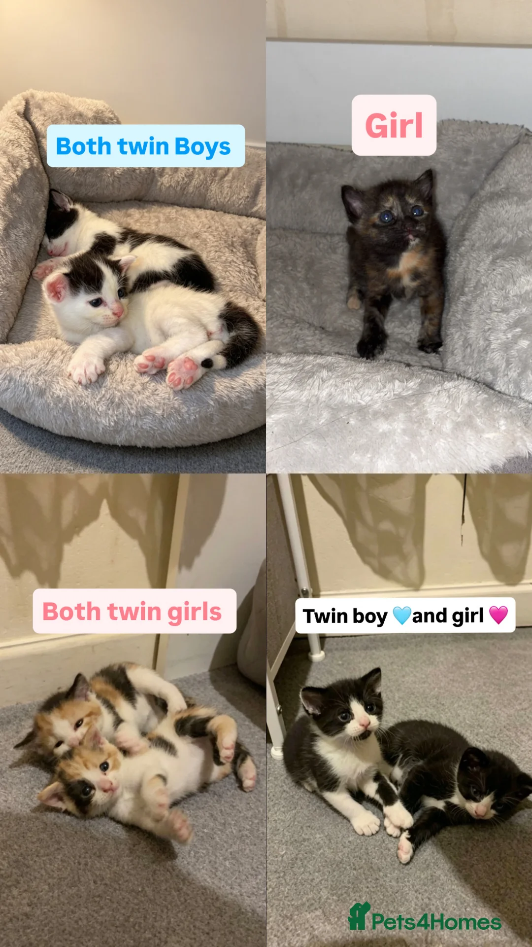 Mixed Breed cats for sale: Kittens - Advert 2