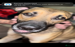 Mixed Breed dogs for sale: Male mixed breed dog for sale  - Image 1