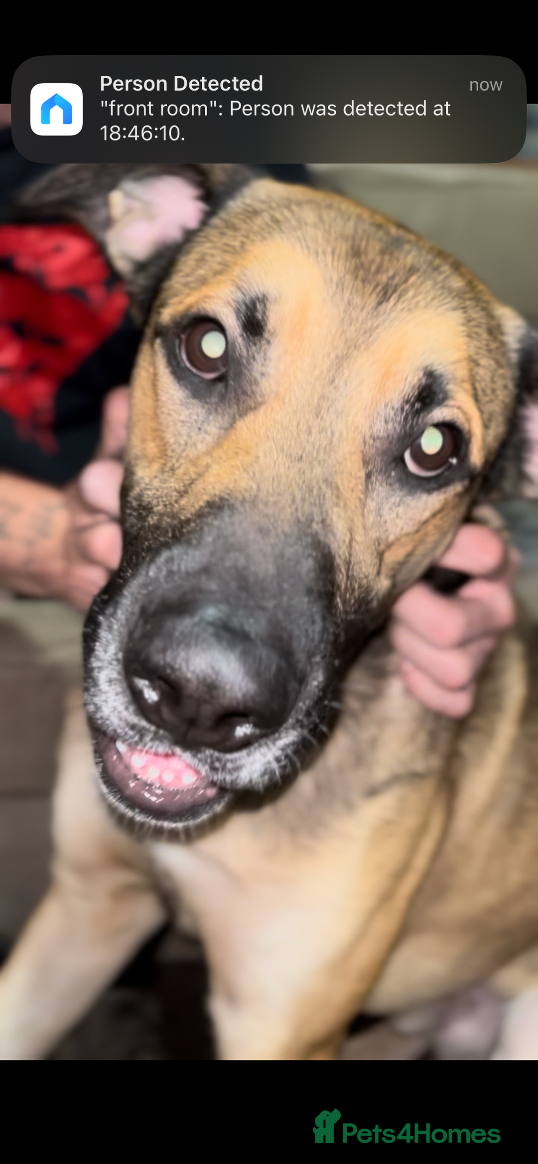 Mixed Breed dogs for sale: Male mixed breed dog for sale  - Image 1