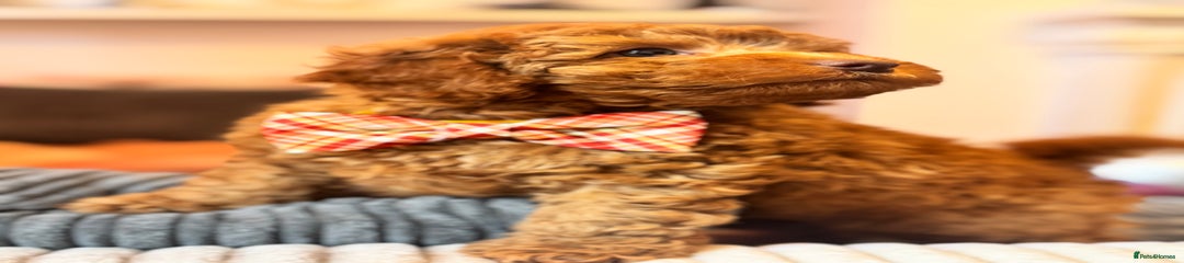 Cockapoo Puppy 2