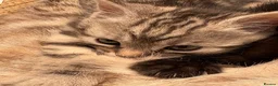 Bengal cats for sale: Bengal Cross - 2 ginger - One Black - One Grey  - Advert 13