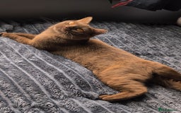 British Shorthair cats for stud: 💦CINNAMON BSH❣️GCCF & TICA active💙STUD 🩸Blood B - Image 4