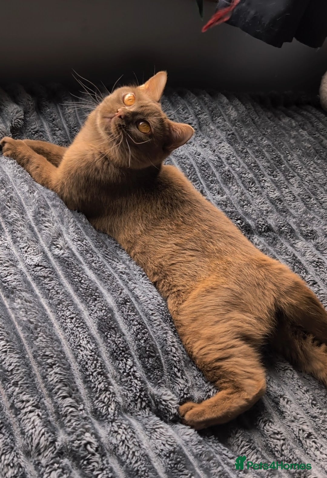 British Shorthair cats for stud: 💦CINNAMON BSH❣️GCCF & TICA active💙STUD 🩸Blood B - Image 4