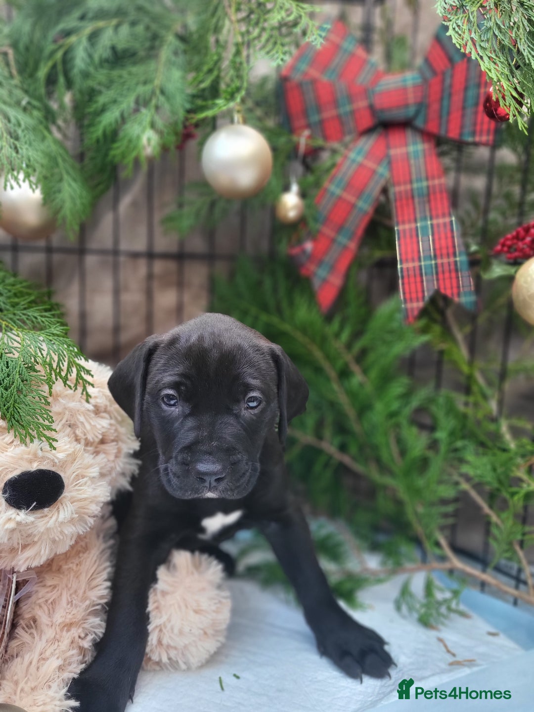 Mixed Breed dogs for sale: Alaunt type dogs - Advert 16