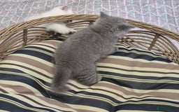 British Longhair cats for sale: Stunning World Champ British shorthair kittens - Advert 7
