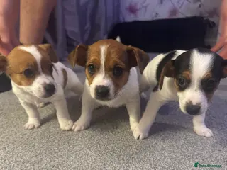 Jack Russell dogs Gorgeous Jack Russell Puppies For Sale - Advert 2