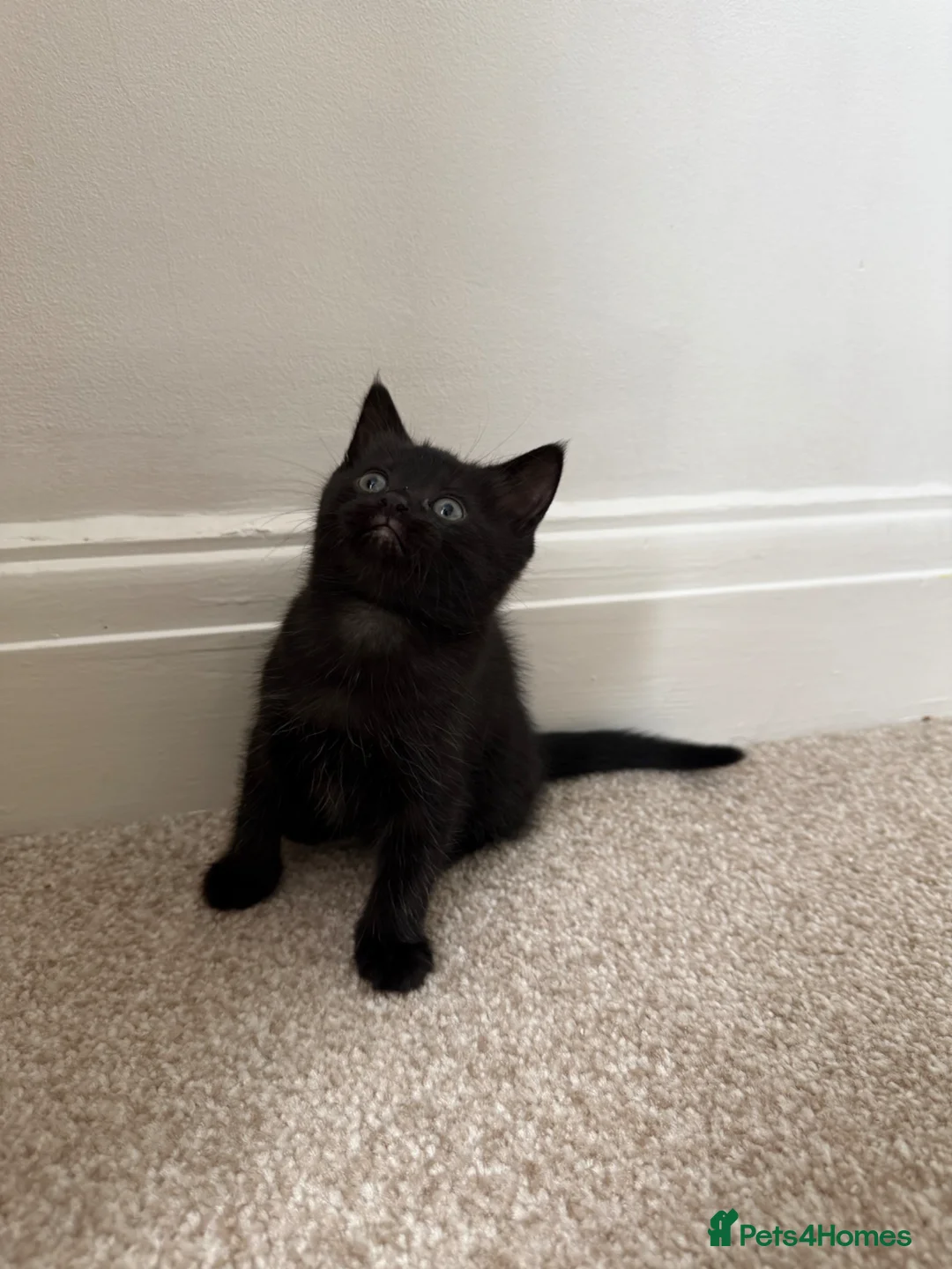 Mixed Breed cats for sale: Three beautiful Kittens. Tuxedo and 2 full black. - Advert 2