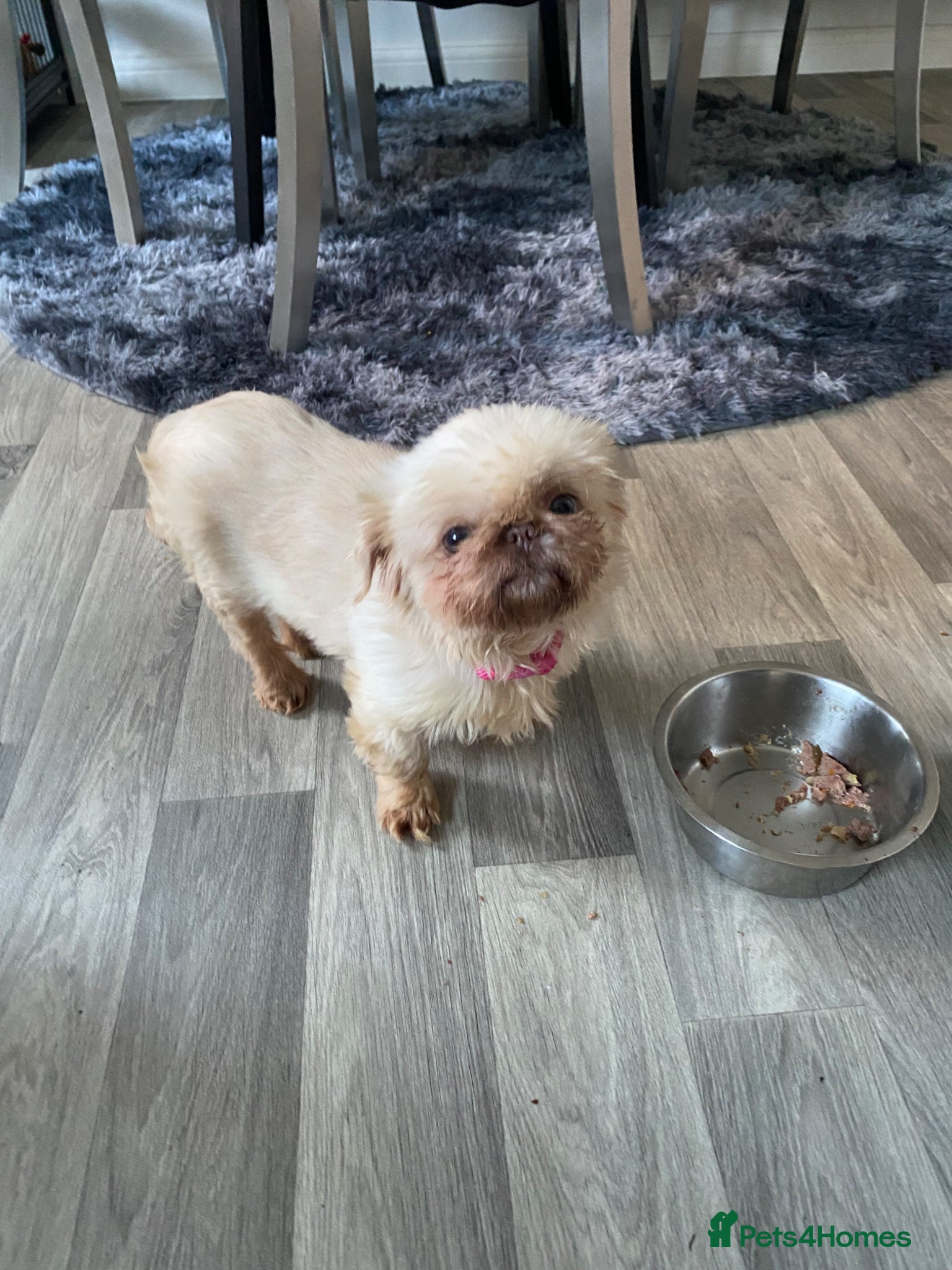 Shih Tzu dogs Beautiful tiny imperial shihtzu  - Advert 3