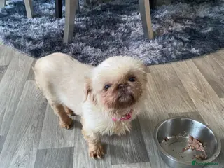 Shih Tzu dogs Beautiful tiny imperial shihtzu - Advert 3