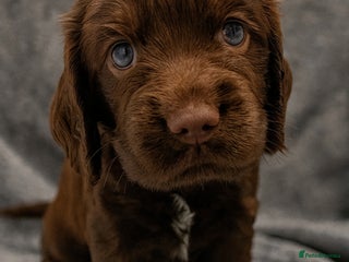 Cocker Spaniel dogs ShowxWorking Cocker Spaniels, DNA HEALTH tested - Advert 3