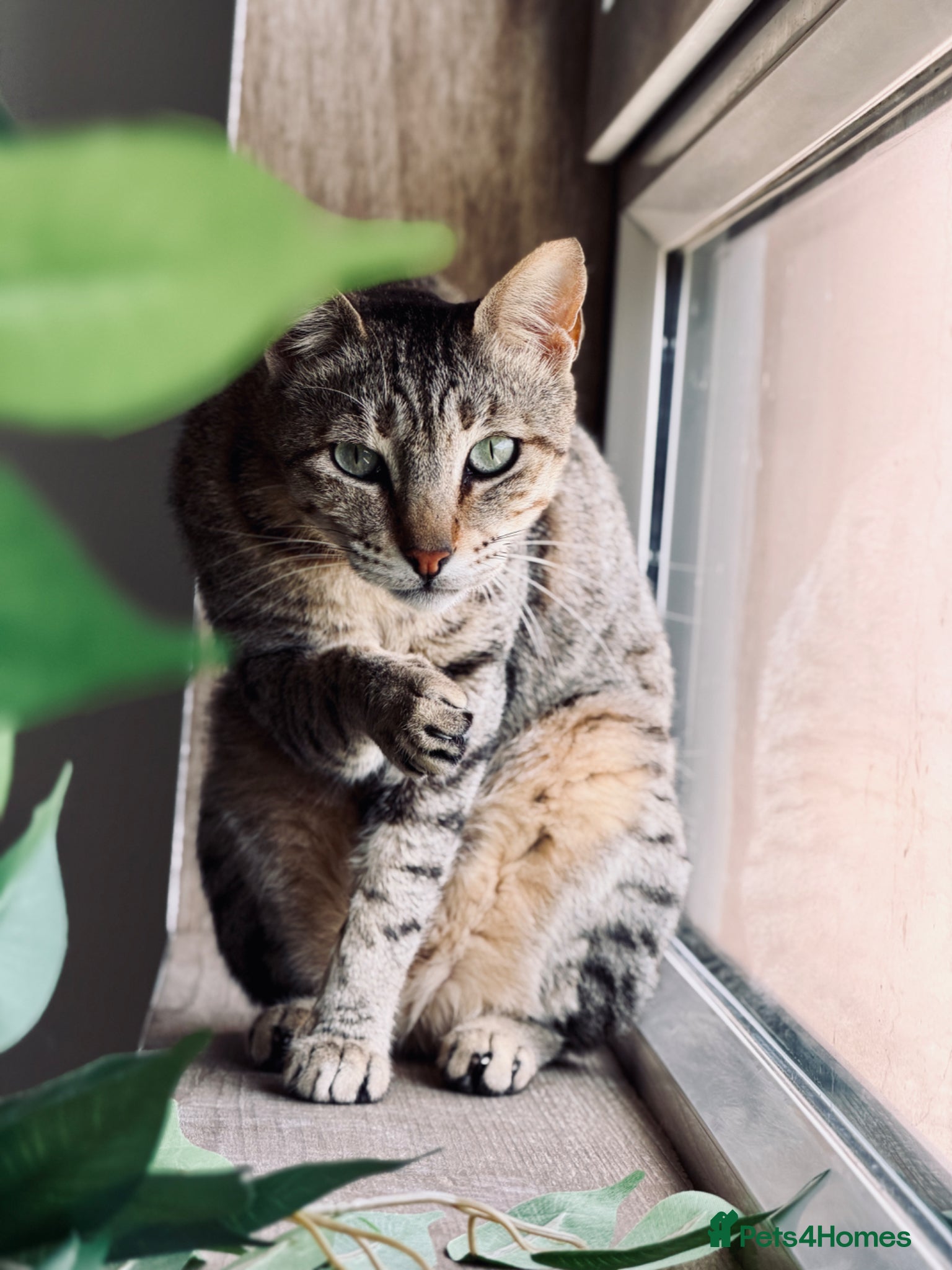 Arabian Mau cats Hera ♥️ (House Cat)  - Advert 10