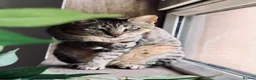 Arabian Mau cats for adoption: Hera ♥️ (House Cat)  - Advert 1