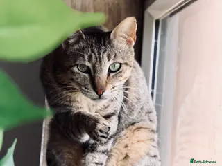 Arabian Mau cats Hera ♥️ (House Cat) - Advert 10