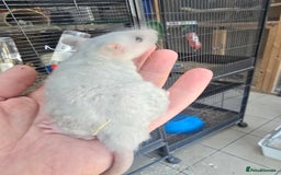 Rat rodents for sale: Babies rats, rex, dumbos and fancy - Image 24