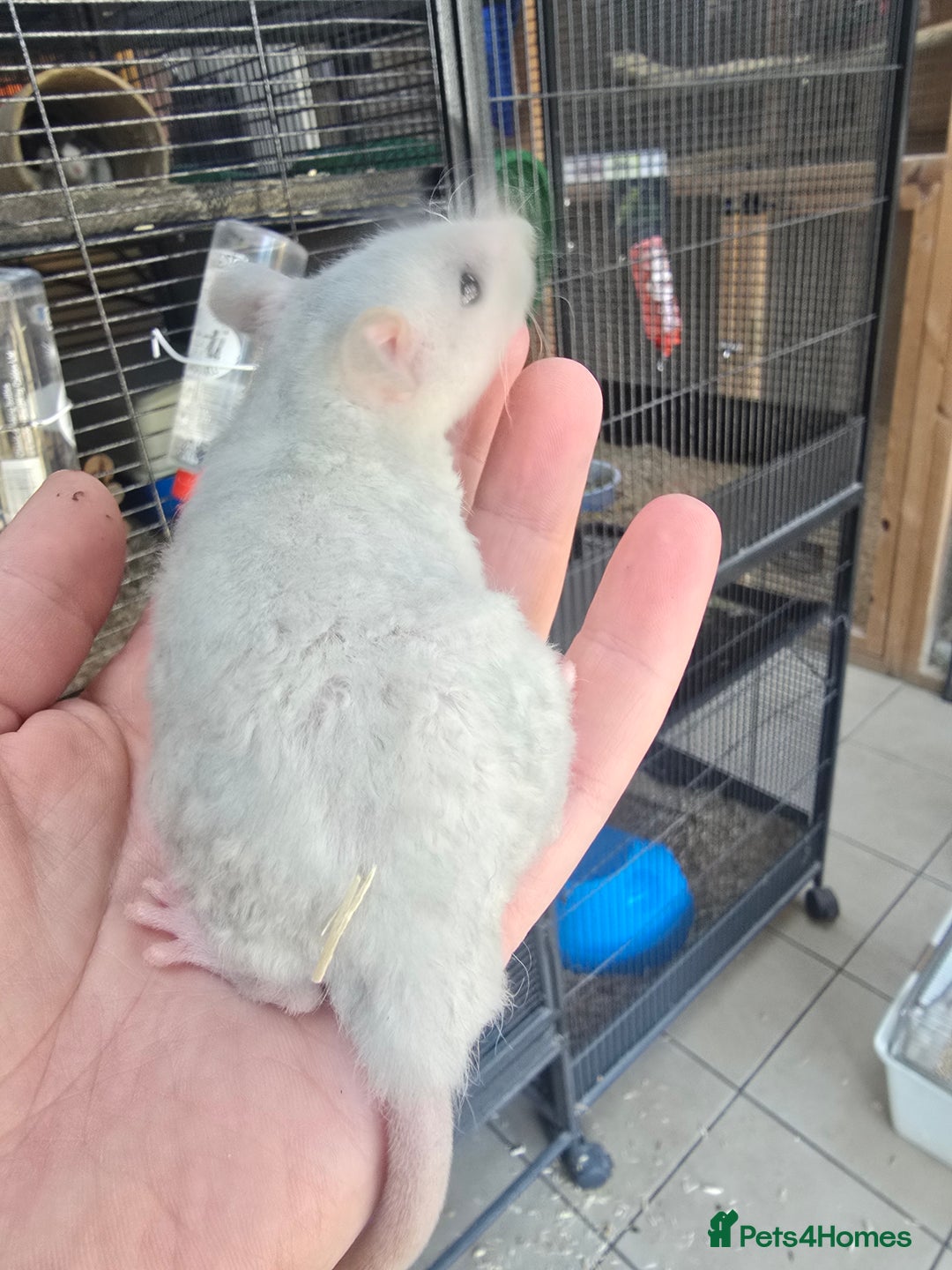 Rat rodents for sale: Babies rats, rex, dumbos and fancy - Image 24