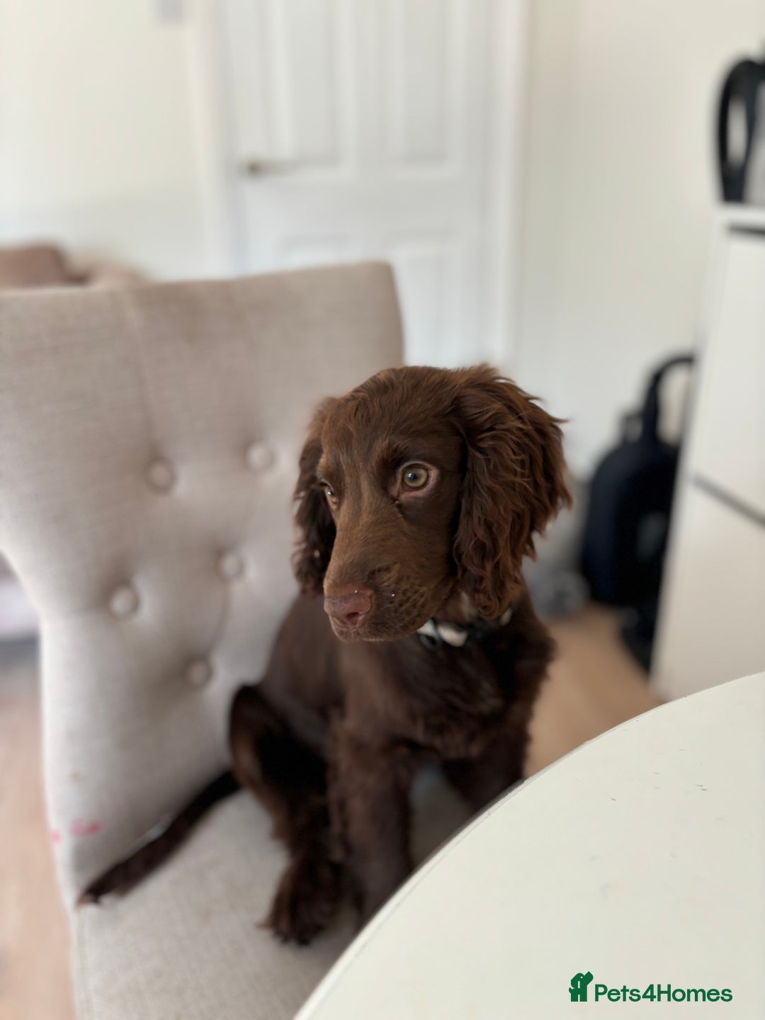 Cocker Spaniel dogs for sale: 10 month old cocker spaniel for sale  - Advert 4