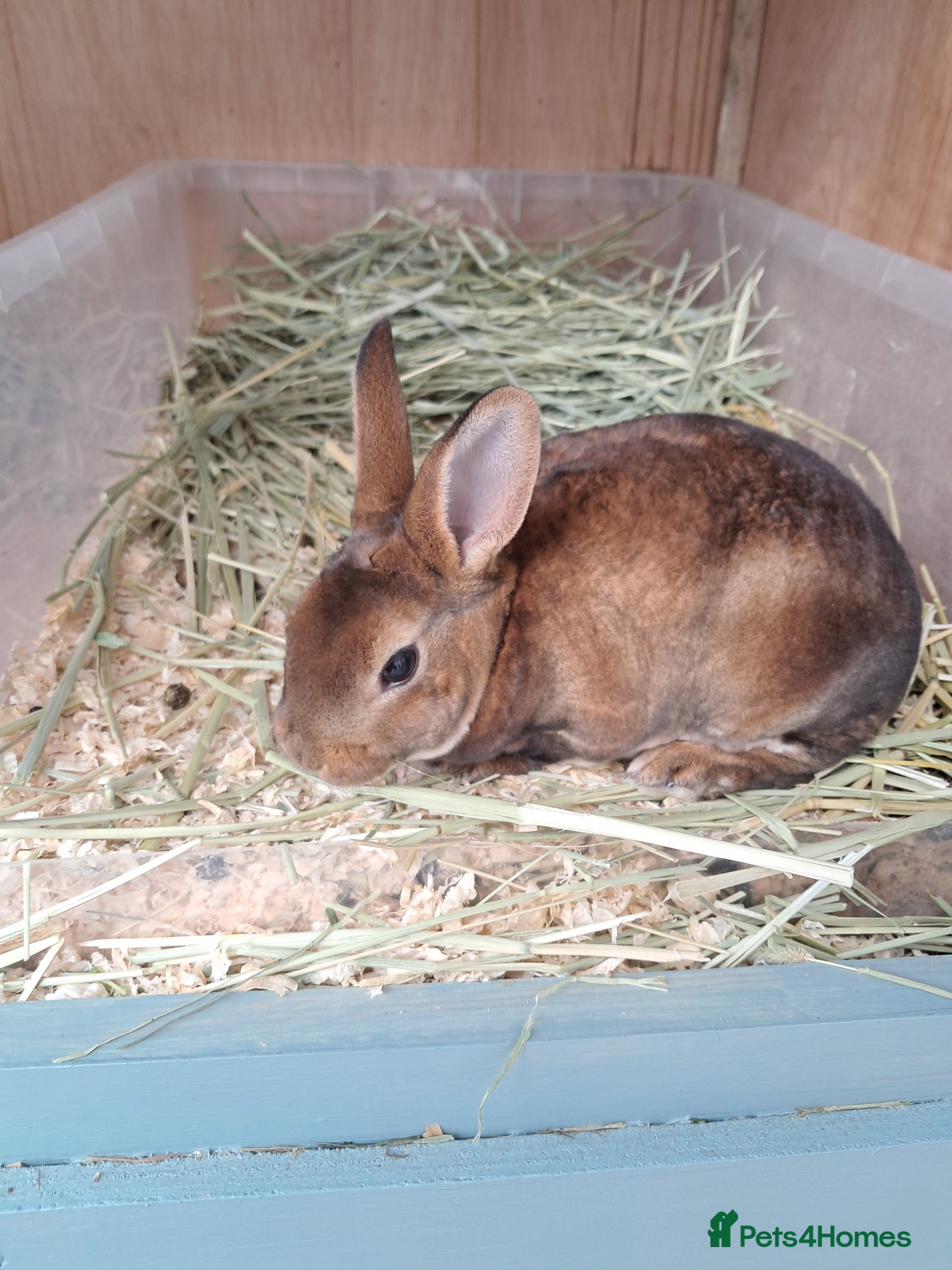 Rex rabbits *update two rex babies left* - Advert 1