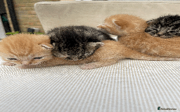 Mixed Breed cats for sale: 4Adorable Domestic Longhair Kittens-ready late Sep - Image 6