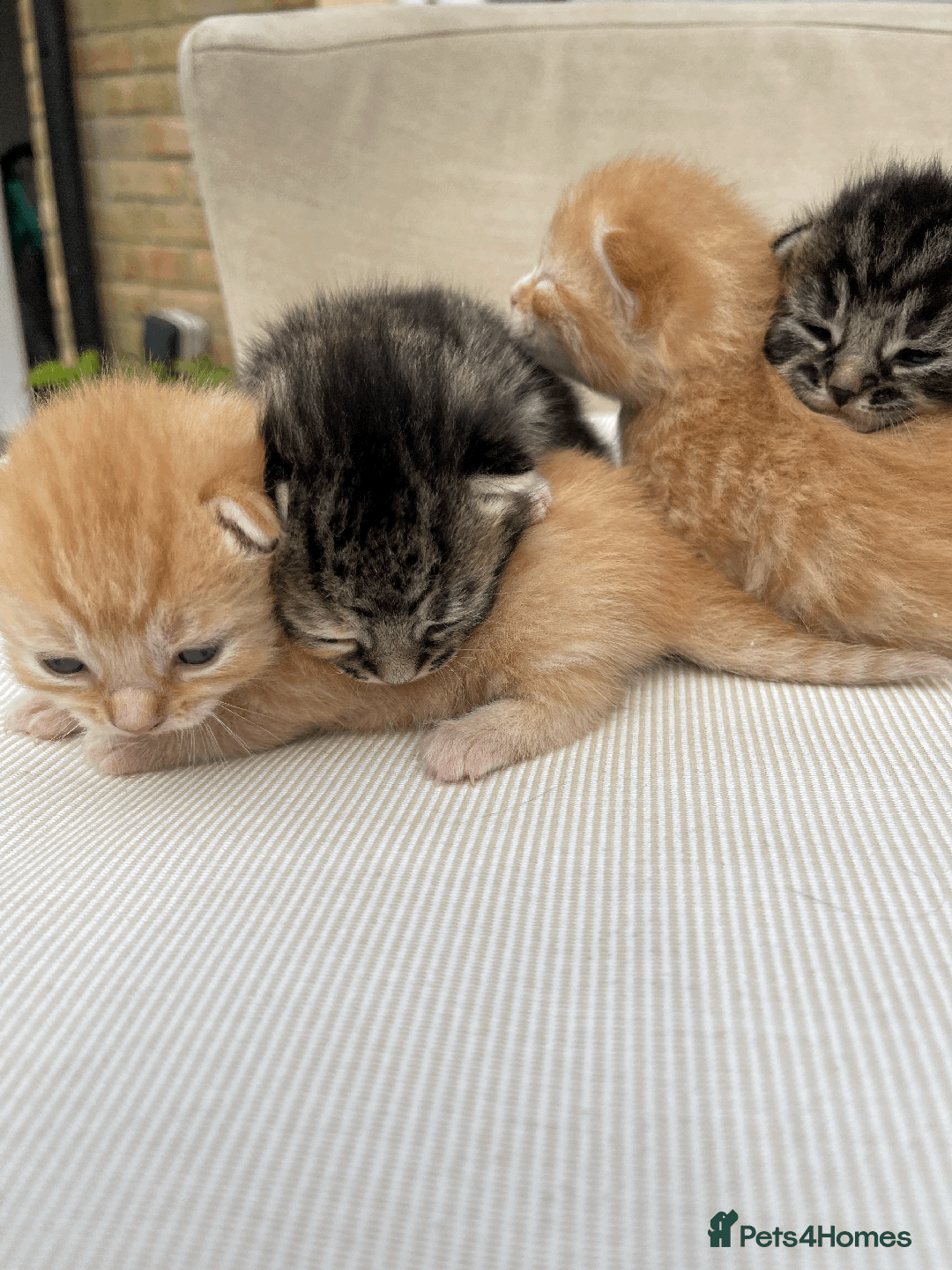 Mixed Breed cats for sale: 4Adorable Domestic Longhair Kittens-ready late Sep - Image 6