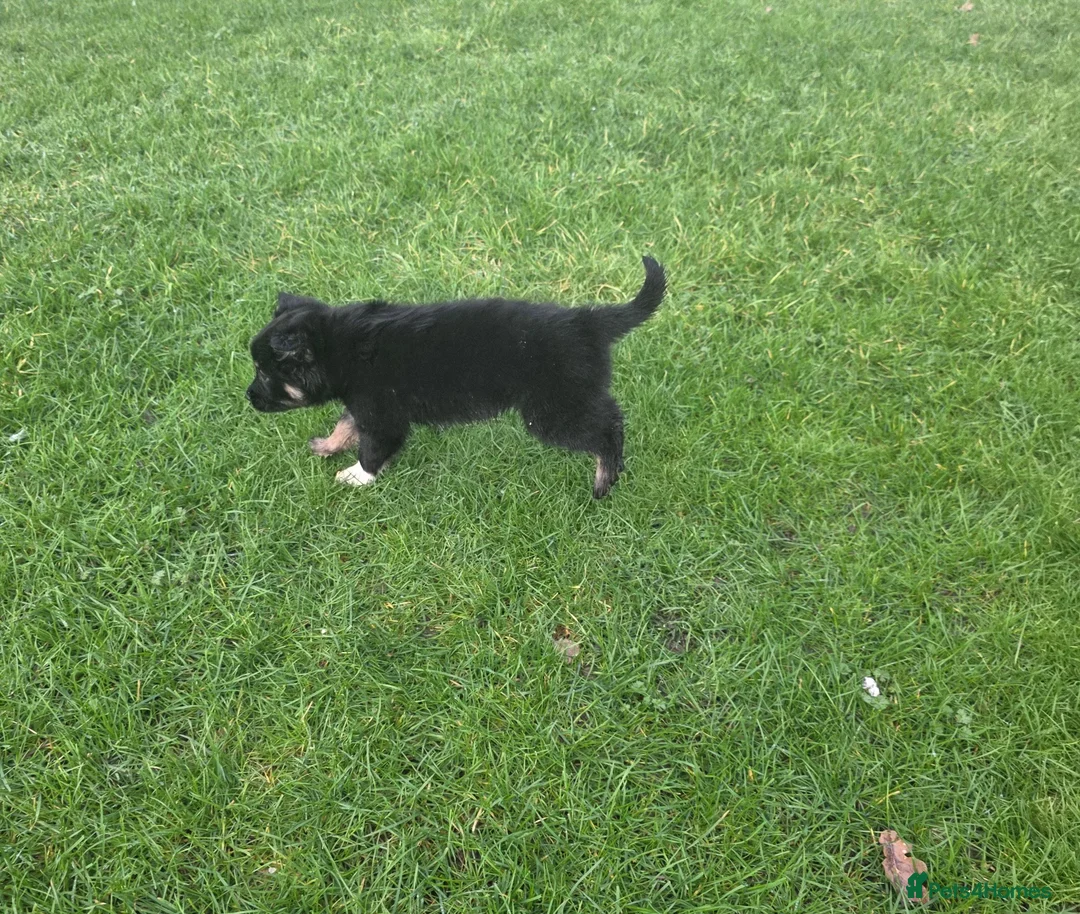 Golden Shepherd dogs for sale: Golden shepherd puppies  in Romford - Advert 3