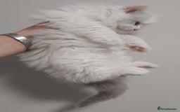 Ragdoll cats for sale: RAGDOLLS BICOLOUR BOY GIRLS BLUE EYES READY NOW  - Advert 8