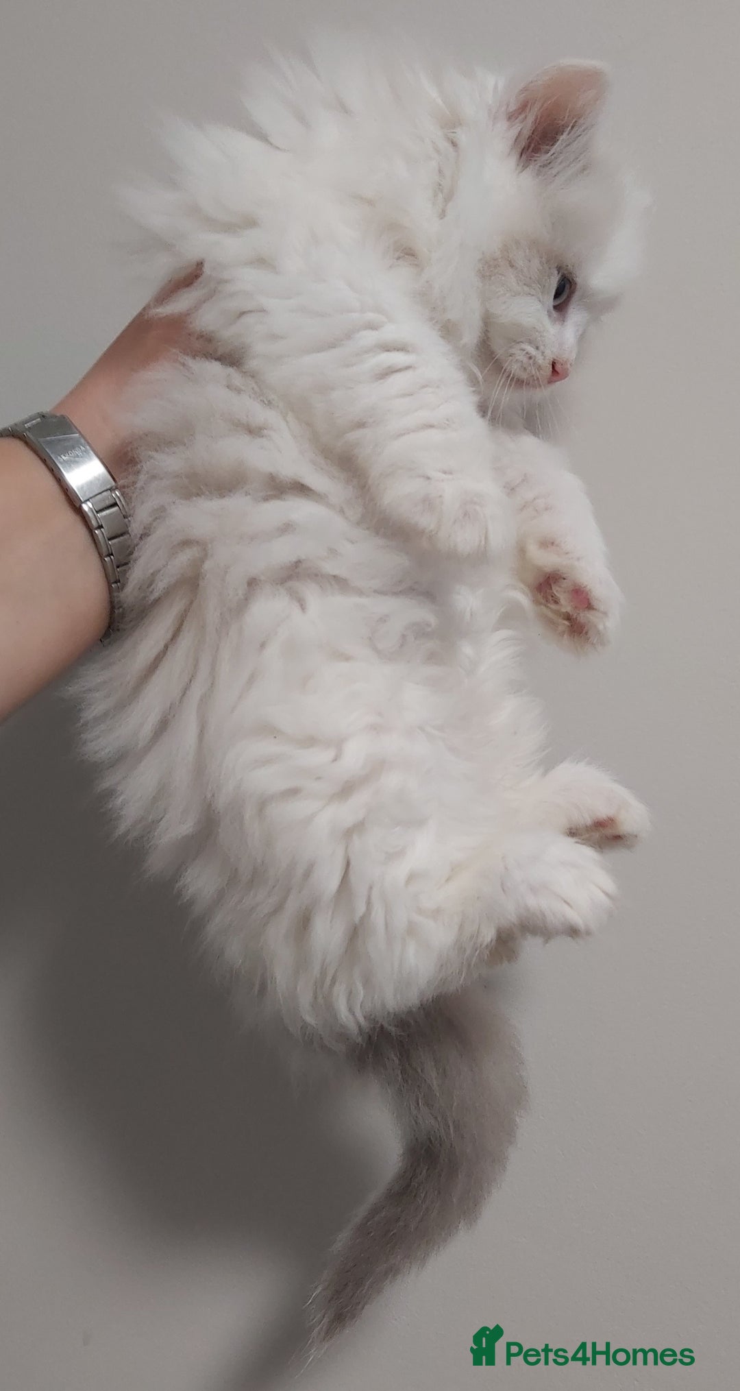 Ragdoll cats for sale: RAGDOLLS BICOLOUR BOY GIRLS BLUE EYES READY NOW  - Advert 8