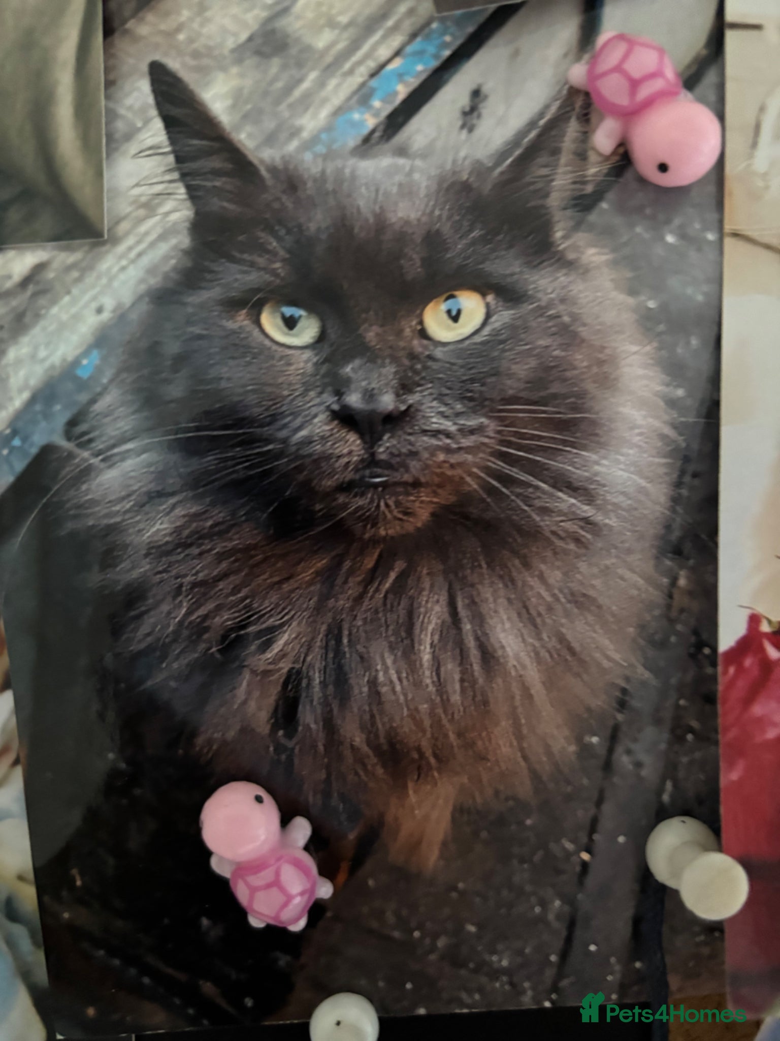 Maine Coon cats RARE Maine coon kittens  - Advert 2