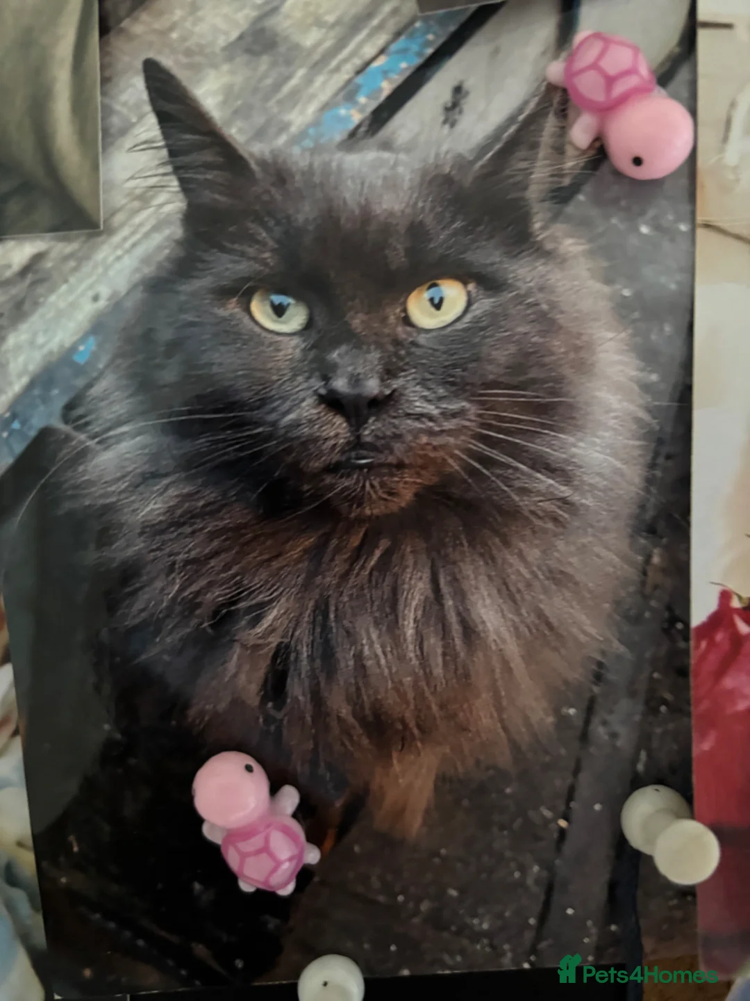 Maine Coon cats for sale: RARE Maine coon kittens  - Advert 1