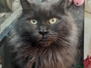 Maine Coon cats RARE Maine coon kittens - Advert 2