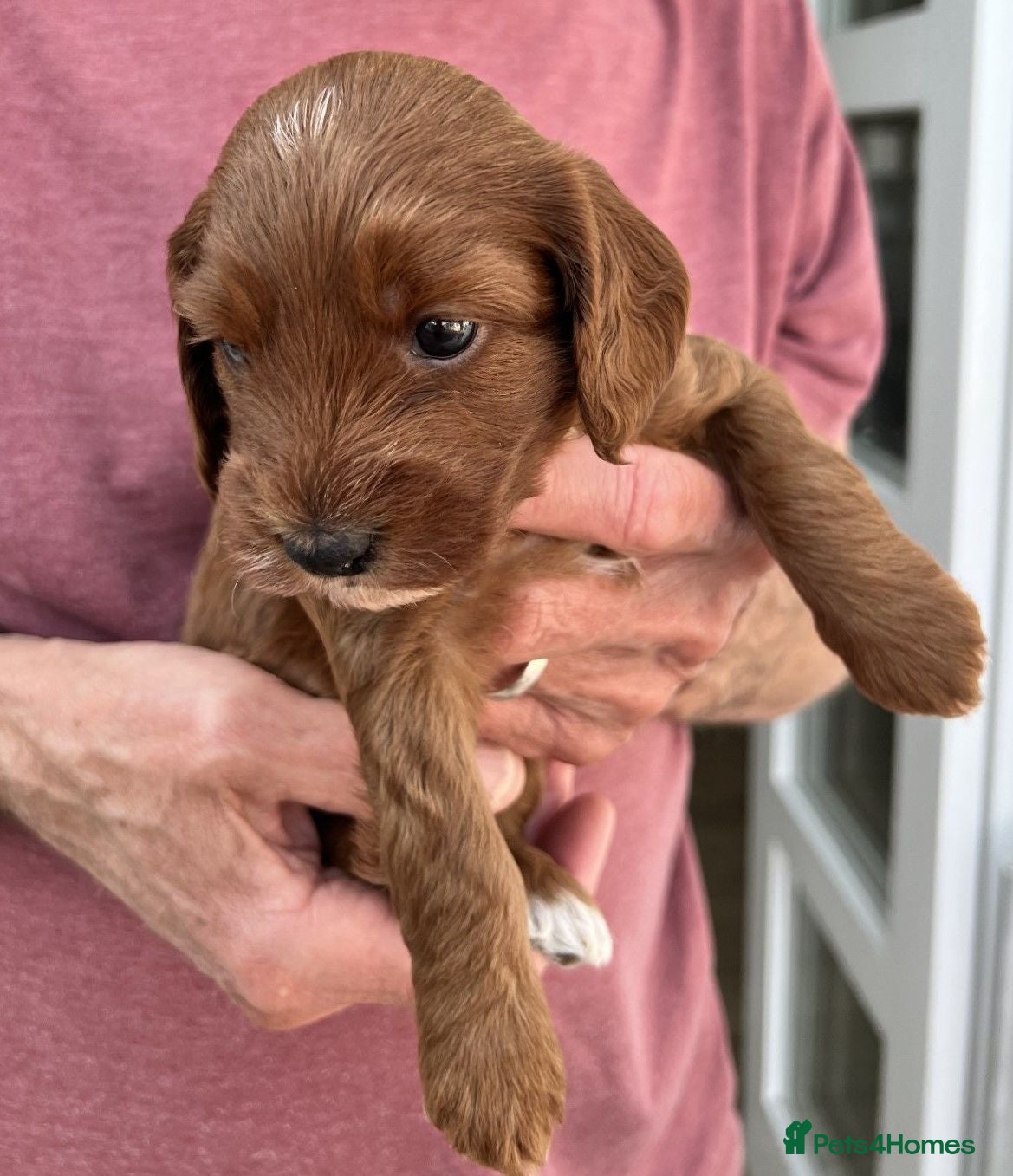 Cockapoo dogs 8 home raised red F1B cockapoos 3 girls/5 boys - Advert 2
