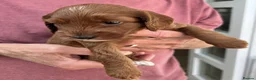 Cockapoo dogs for sale: 1 beautiful red home raised cockapoo av. 2 weeks - Advert 9