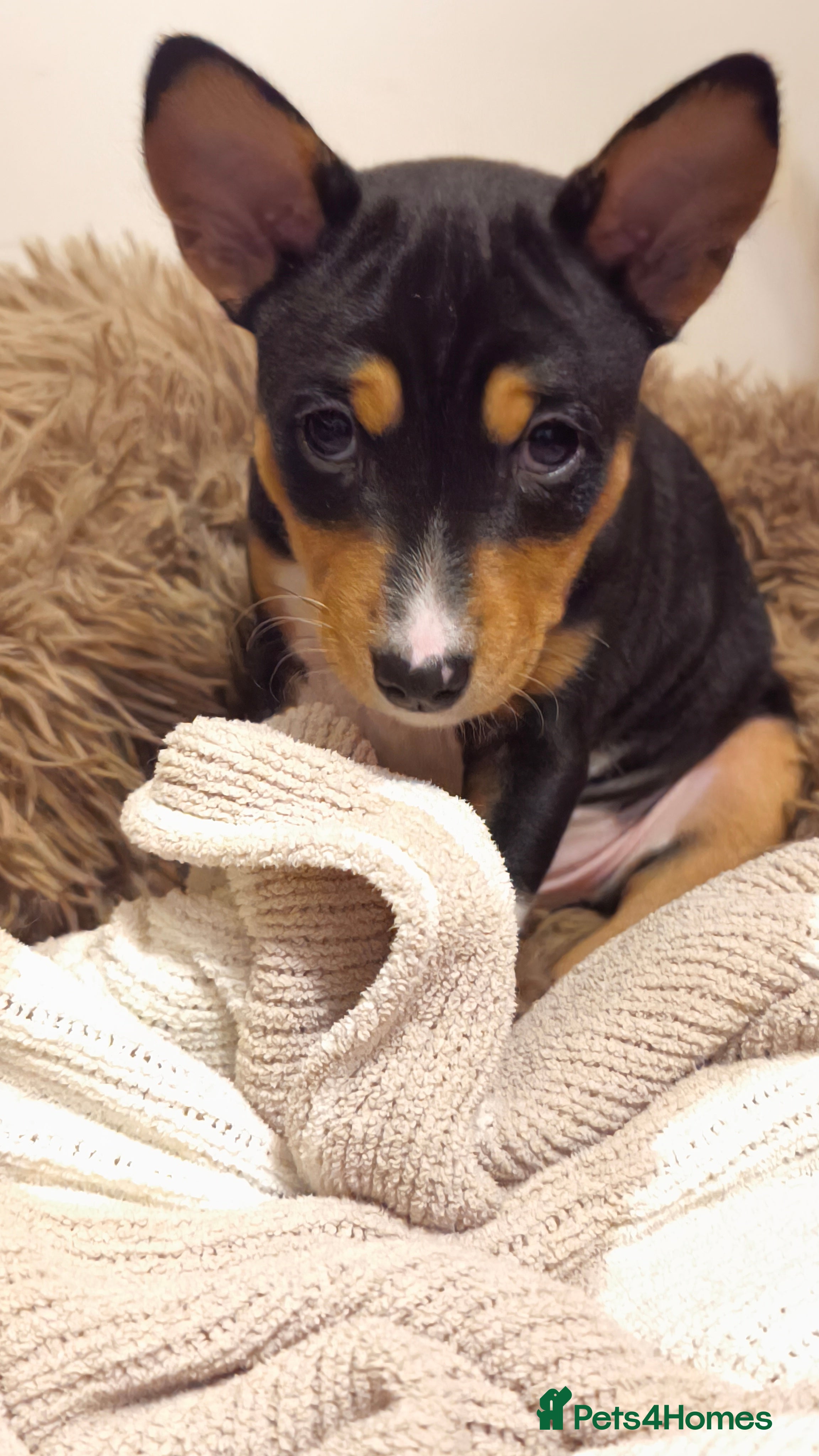 Basenji dogs Adorable Basenji Puppies Awaiting Their Heroes. - Advert 1