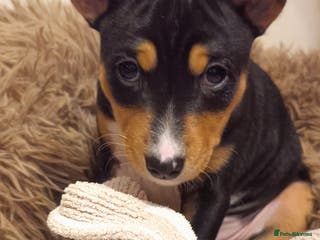 Basenji dogs Adorable Basenji Puppies Awaiting Their Heroes. - Advert 6