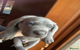 Mixed Breed dogs for sale: Great Weimar puppies  - Image 6