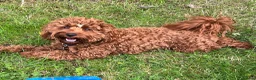 Cavapoo dogs for sale: Adorable FB2 Cavapoos  - Advert 1
