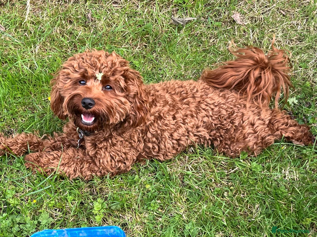 Cavapoo dogs for sale: Adorable FB2 Cavapoos  - Advert 1