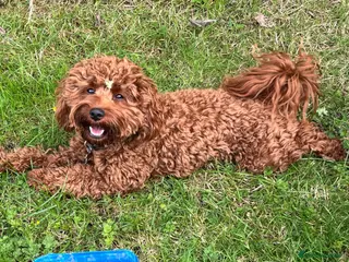 Cavapoo dogs Adorable FB2 Cavapoos - Advert 11